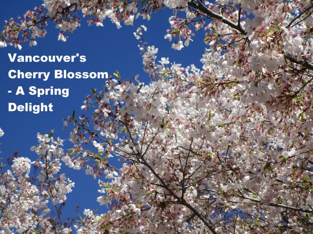 Big bigCover of Vancouver's Cherry Blossoms