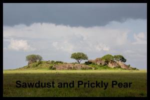 bigCover of the book Sawdust and Prickly Pear by 