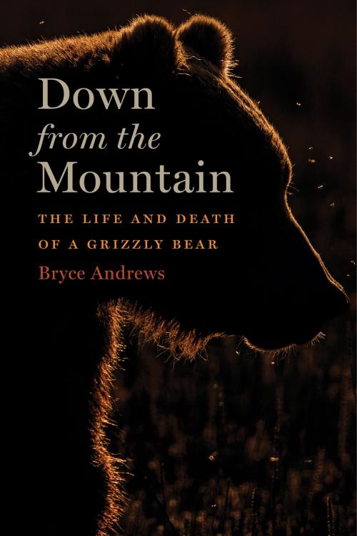 Cover of the book Down from the Mountain by Bryce Andrews, HMH Books