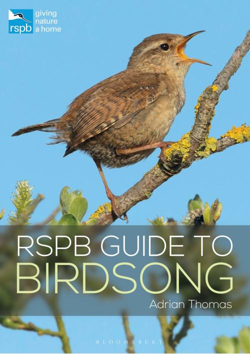 Cover of the book RSPB Guide to Birdsong by Adrian Thomas, Bloomsbury Publishing