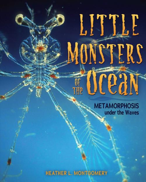 Cover of the book Little Monsters of the Ocean by Heather L. Montgomery, Lerner Publishing Group