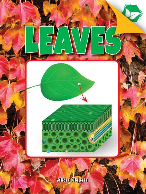 Cover of the book Leaves by Alicia Klepeis, Rourke Educational Media