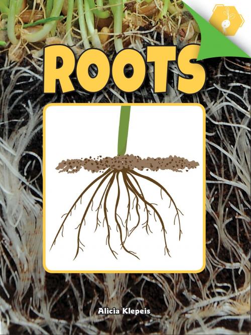 Cover of the book Roots by Alicia Klepeis, Rourke Educational Media