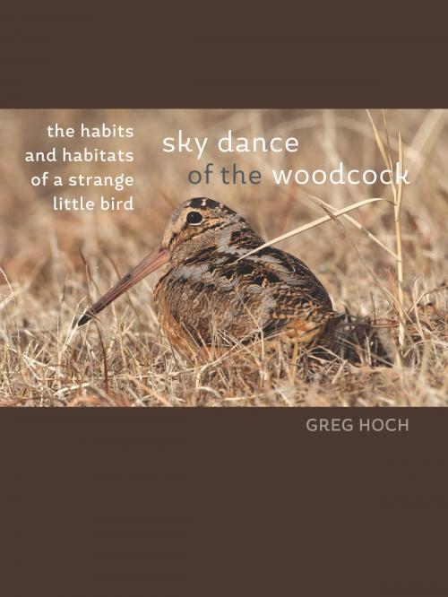 Cover of the book Sky Dance of the Woodcock by Greg Hoch, University of Iowa Press