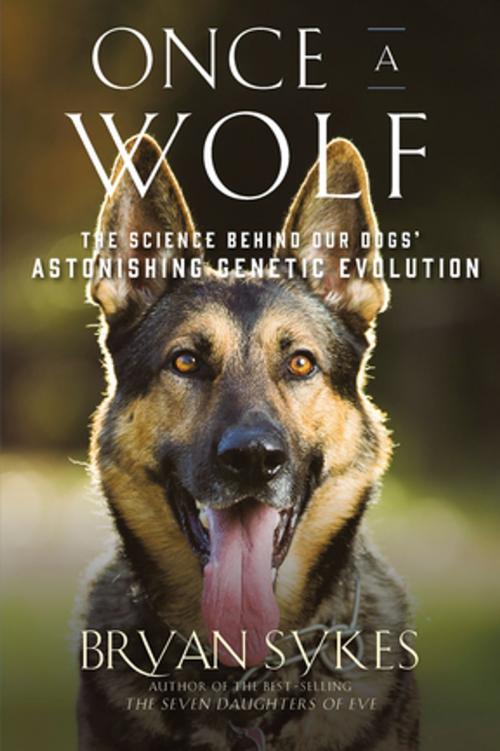 Cover of the book Once a Wolf: The Science Behind Our Dogs' Astonishing Genetic Evolution by Bryan Sykes, Liveright