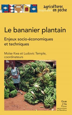 Cover of the book Le bananier plantain by Marien Jean-Noël, Larzillière Adélaïde, Louppe Dominique, Dubiez Émilien