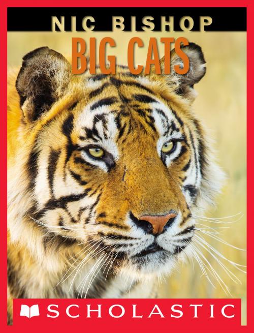 Cover of the book Nic Bishop Big Cats by Nic Bishop, Scholastic Inc.