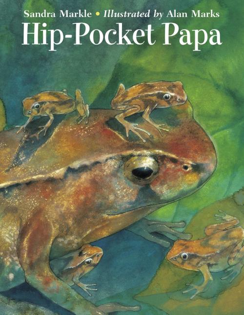 Cover of the book Hip-Pocket Papa by Sandra Markle, Charlesbridge