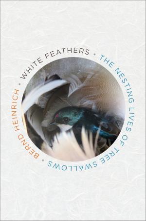 Cover of the book White Feathers by Brian Lies