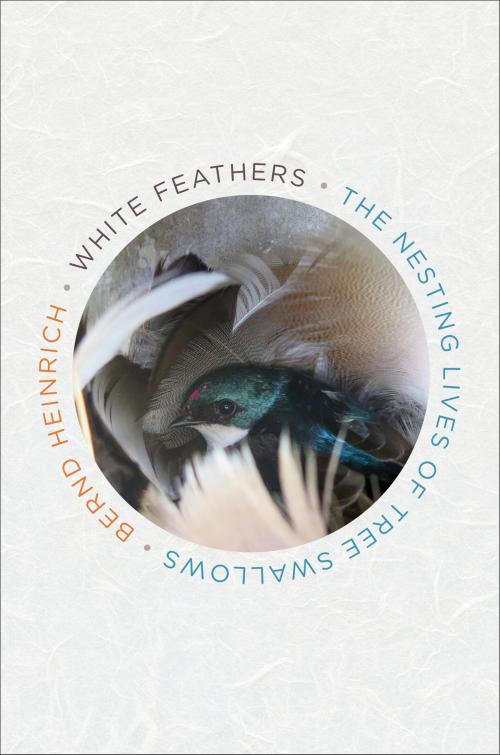 Cover of the book White Feathers by Bernd Heinrich, HMH Books